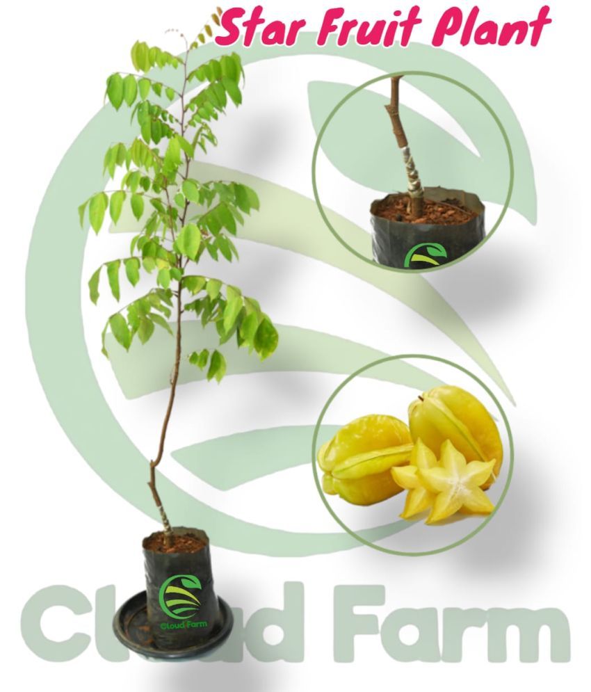     			Cloud Farm Outdoor Fruit Plant ( Pack of 1 )