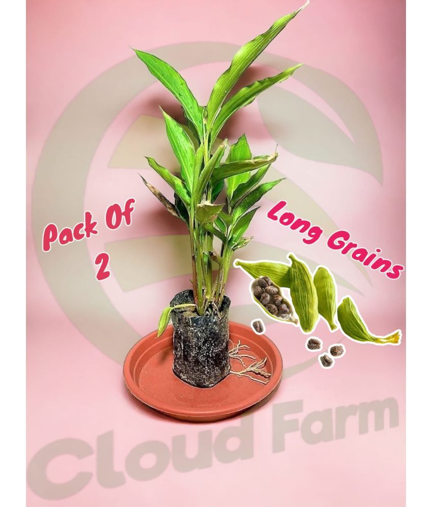     			Cloud Farm Outdoor Herbs Plant ( Pack of 2 )