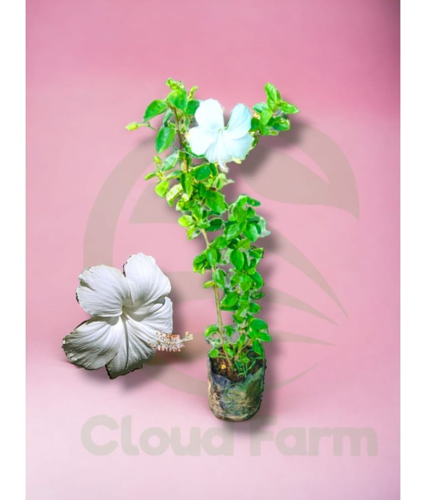     			Cloud Farm Outdoor Flower Plant ( Pack of 1 )