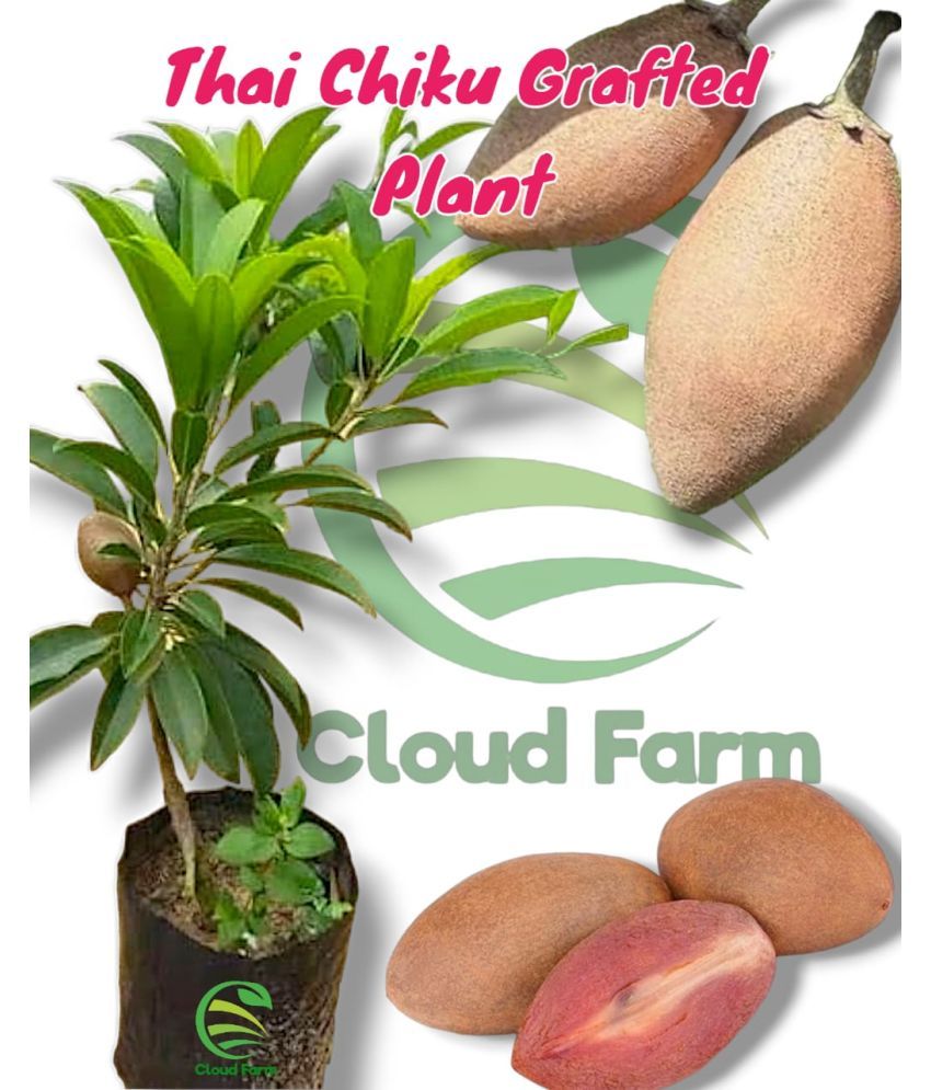     			Cloud Farm Outdoor Fruit Plant ( Pack of 1 )