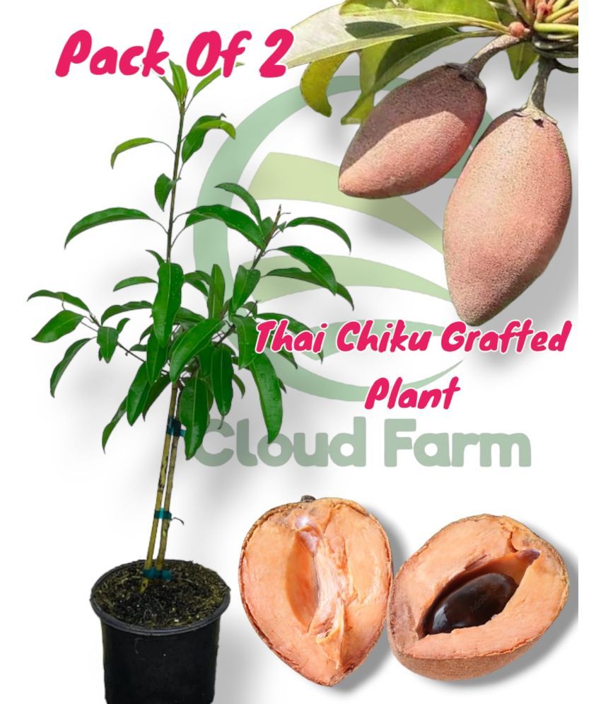     			Cloud Farm Outdoor Fruit Plant ( Pack of 2 )