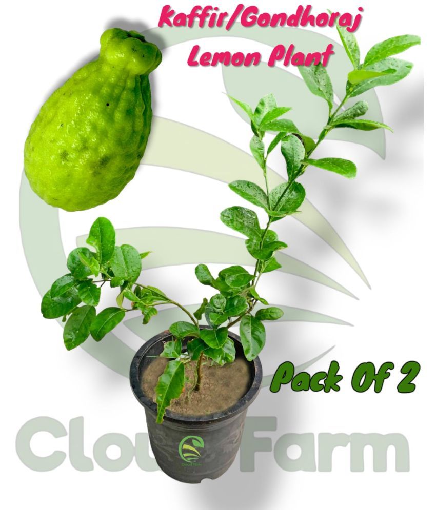     			Cloud Farm Outdoor Fruit Plant ( Pack of 2 )