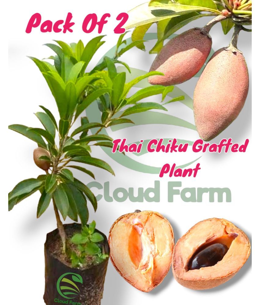     			Cloud Farm Outdoor Fruit Plant ( Pack of 2 )