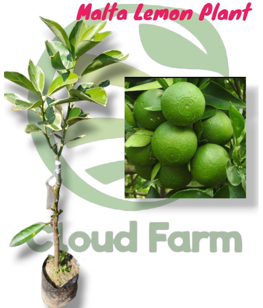     			Cloud Farm Outdoor Fruit Plant ( Pack of 1 )