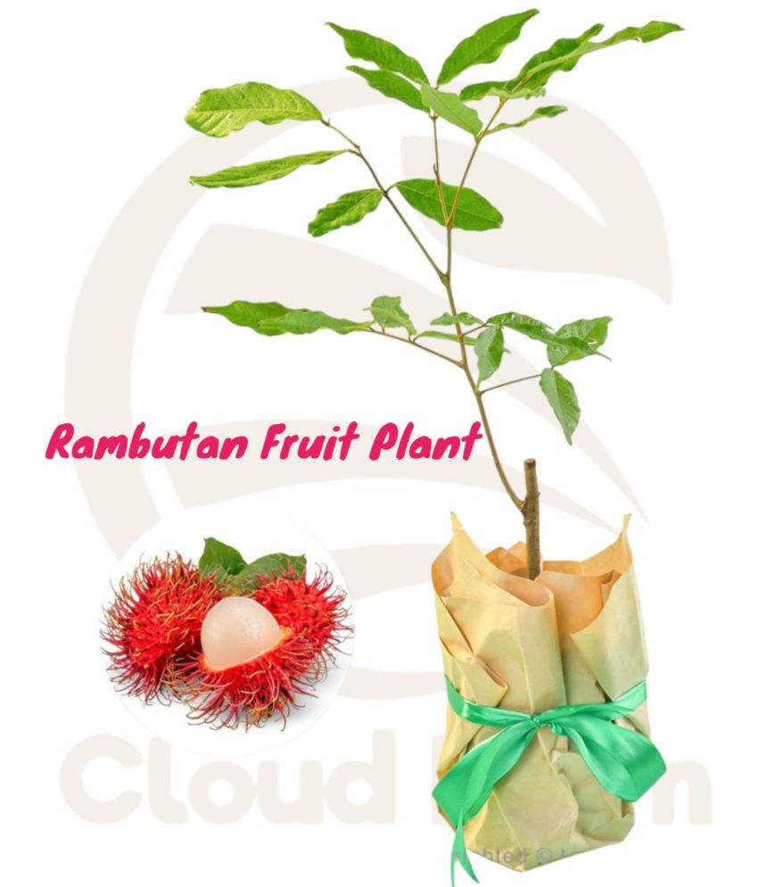     			Cloud Farm Outdoor Fruit Plant ( Pack of 1 )