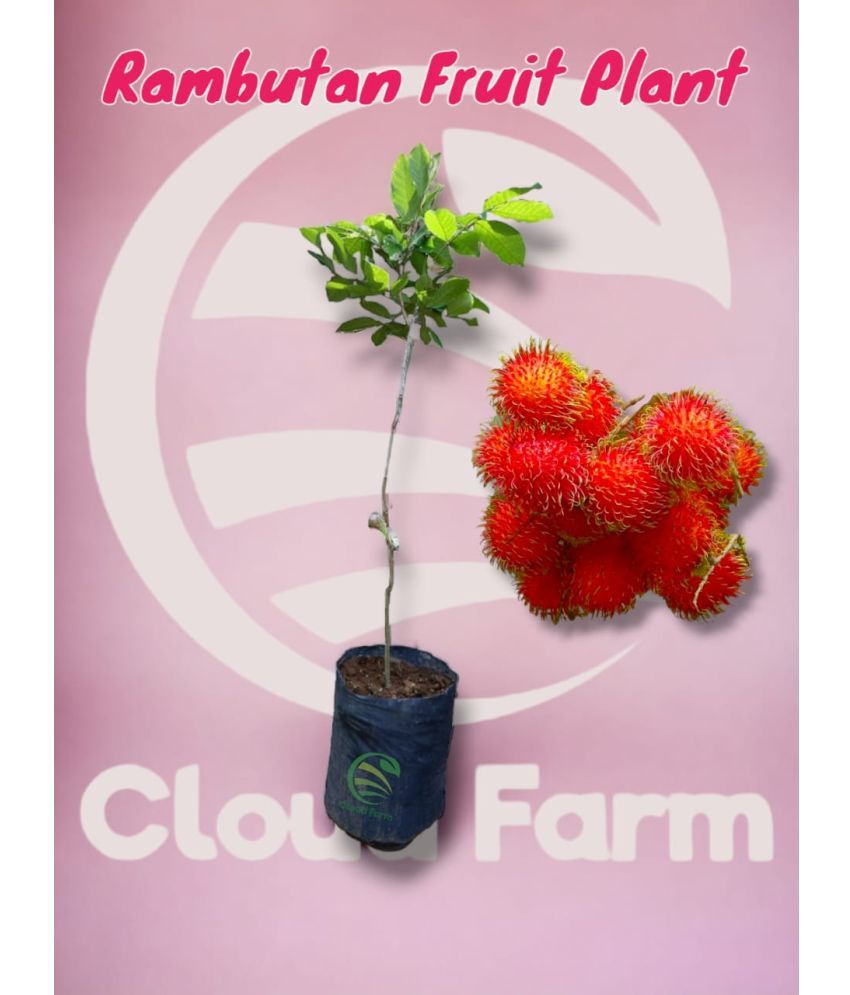     			Cloud Farm Outdoor Fruit Plant ( Pack of 1 )