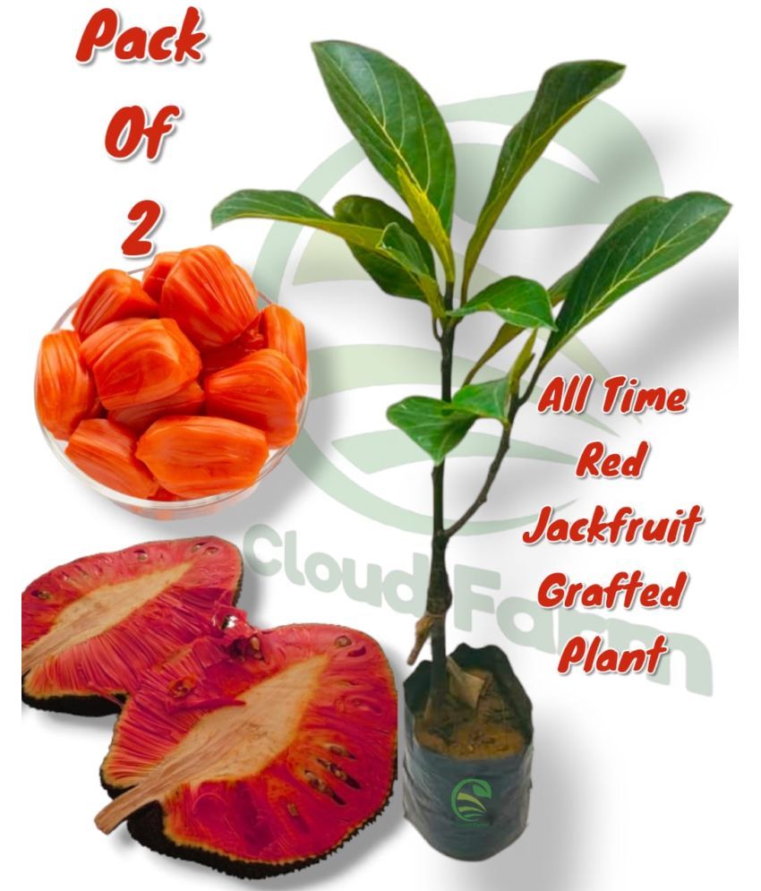     			Cloud Farm Outdoor Fruit Plant ( Pack of 2 )