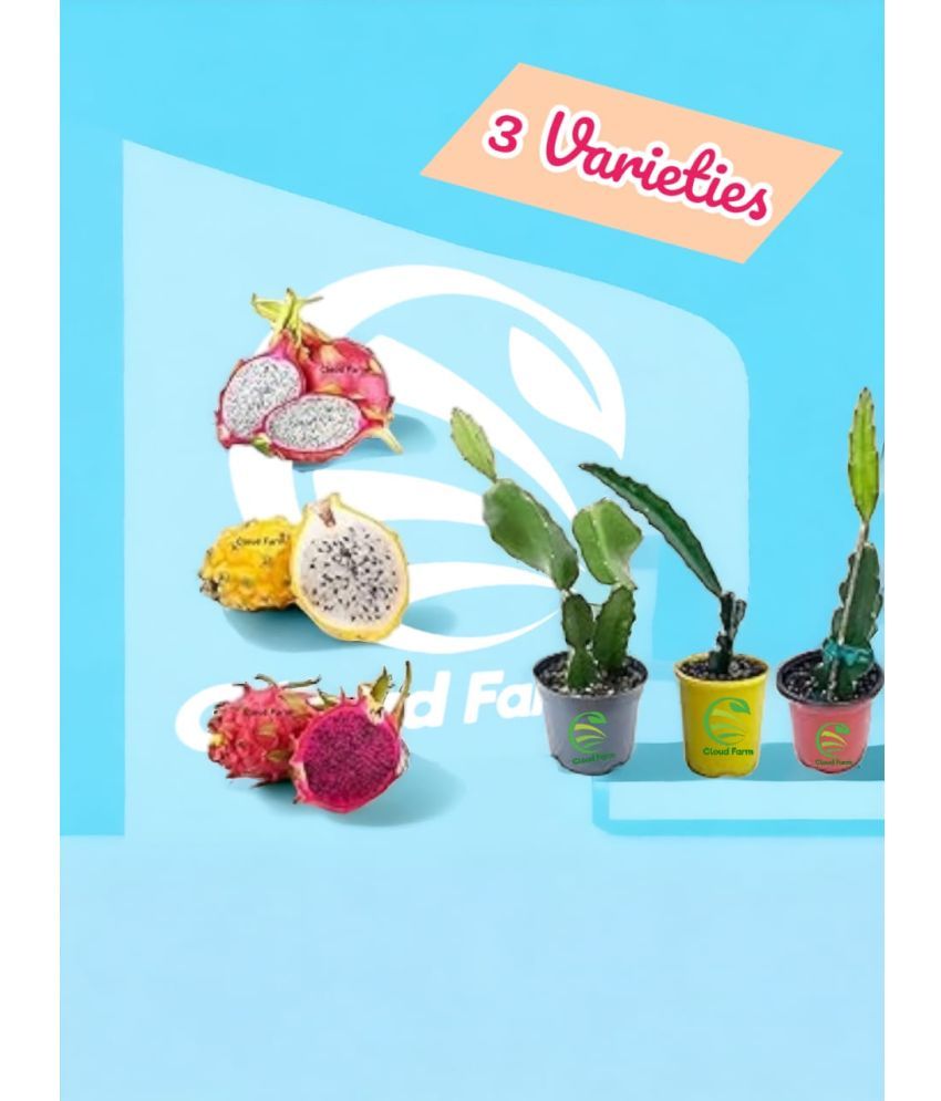     			Cloud Farm Outdoor Fruit Plant ( Pack of 3 )