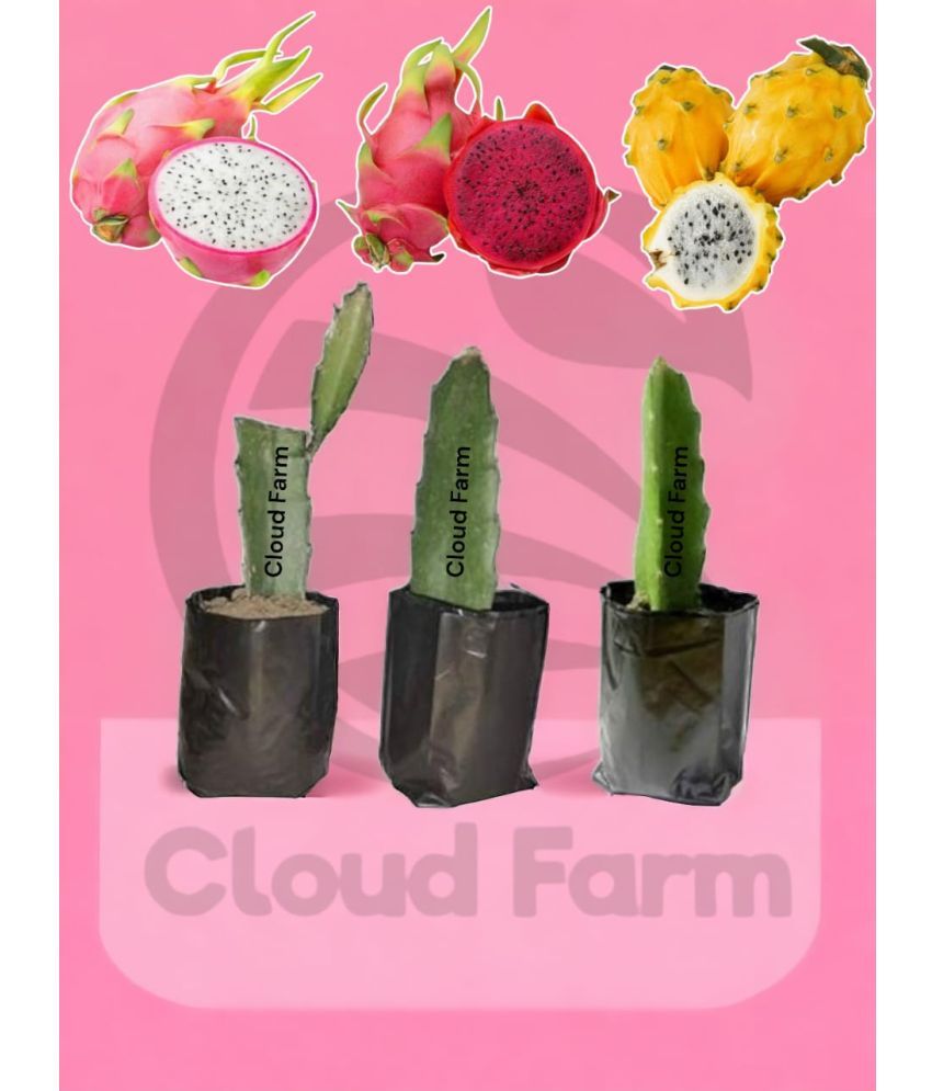     			Cloud Farm Outdoor Fruit Plant ( Pack of 3 )