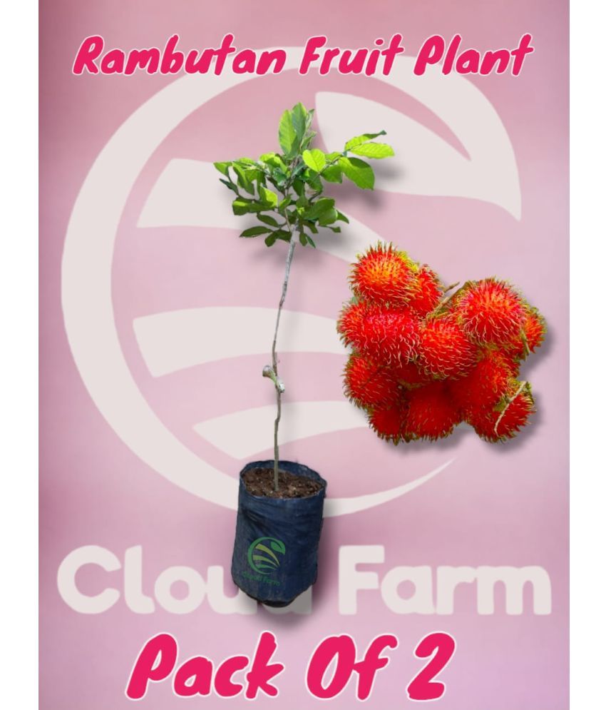     			Cloud Farm Outdoor Fruit Plant ( Pack of 2 )