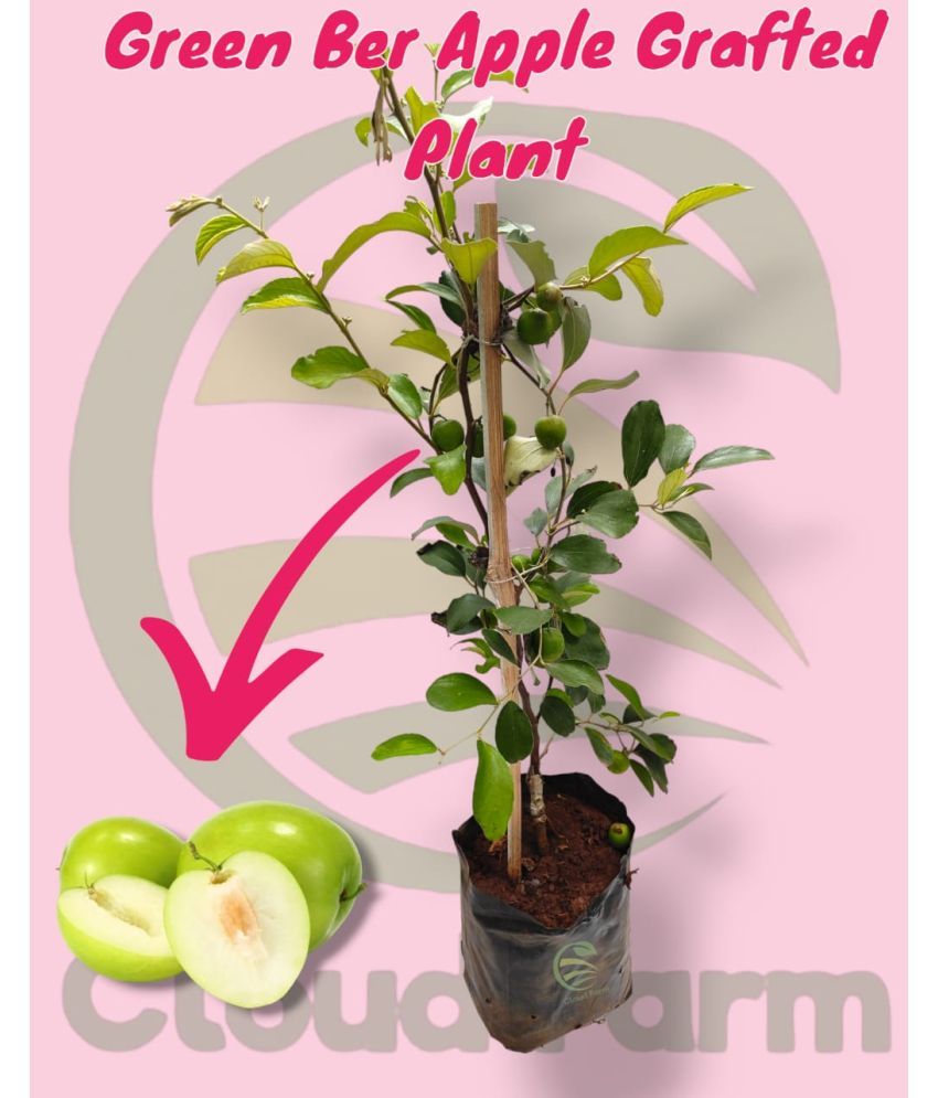     			Cloud Farm Outdoor Fruit Plant ( Pack of 1 )