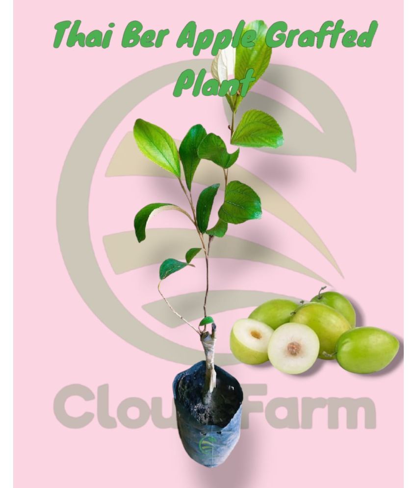     			Cloud Farm Outdoor Fruit Plant ( Pack of 1 )