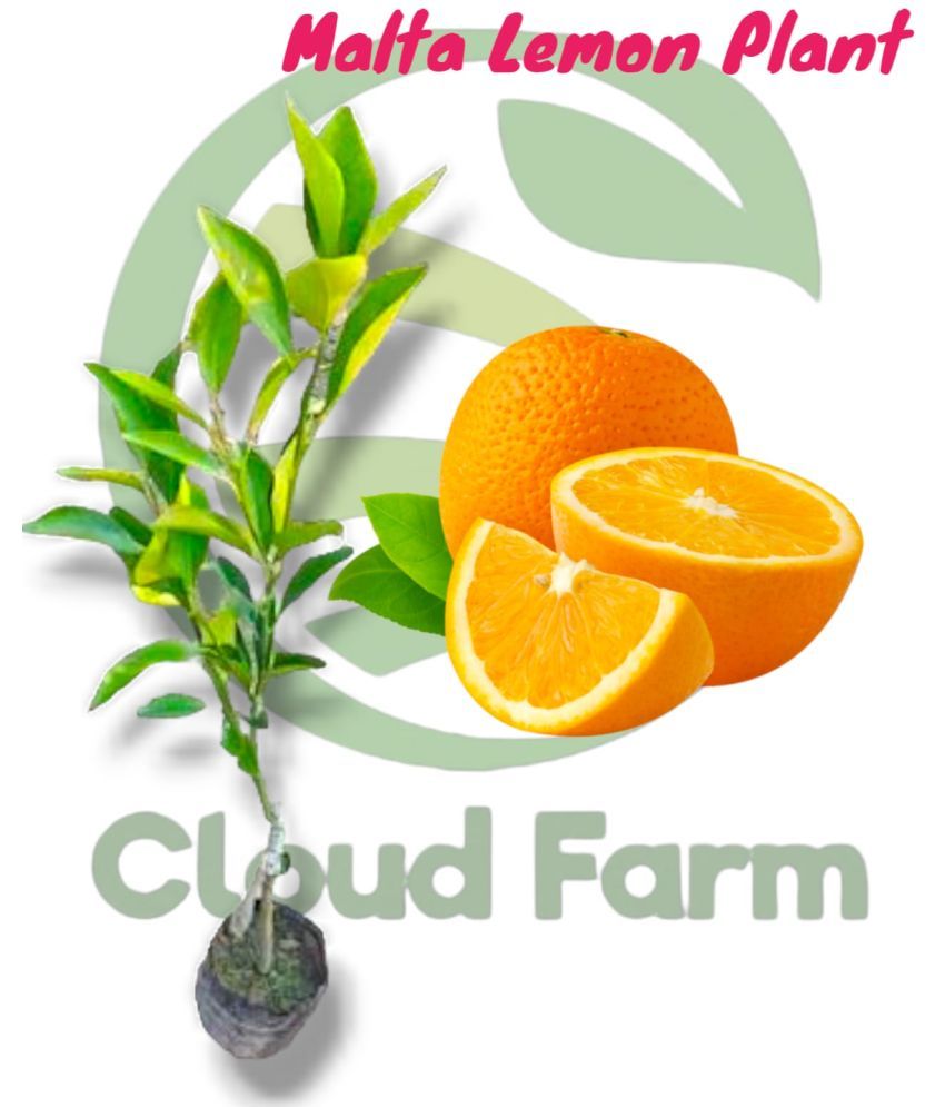     			Cloud Farm Outdoor Fruit Plant ( Pack of 1 )