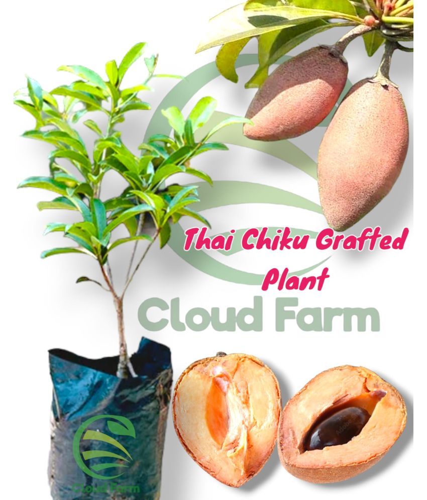     			Cloud Farm Outdoor Fruit Plant ( Pack of 1 )