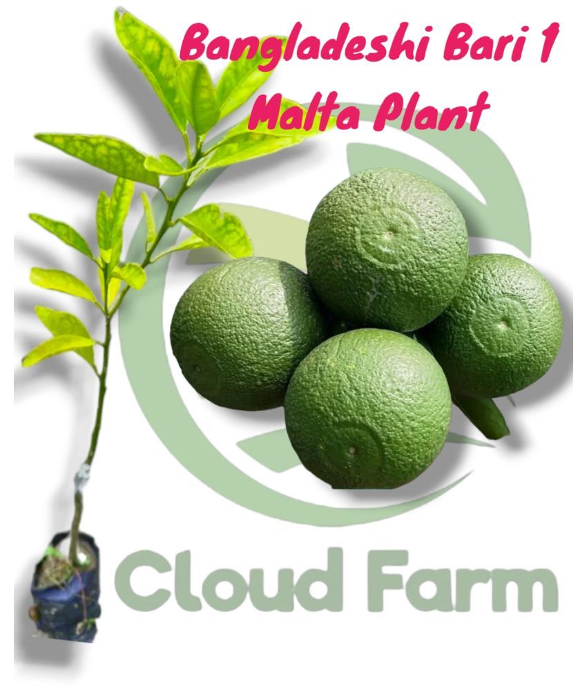     			Cloud Farm Outdoor Fruit Plant ( Pack of 1 )