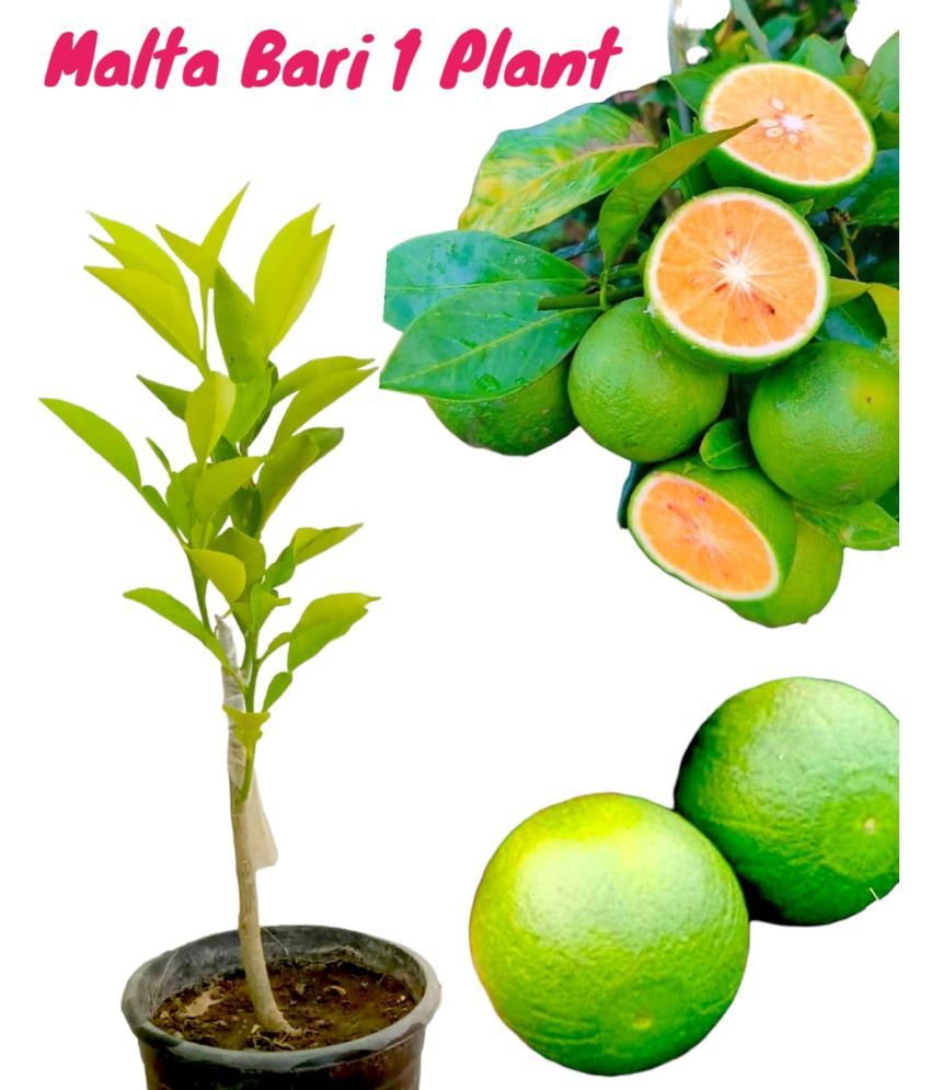     			Cloud Farm Outdoor Fruit Plant ( Pack of 1 )