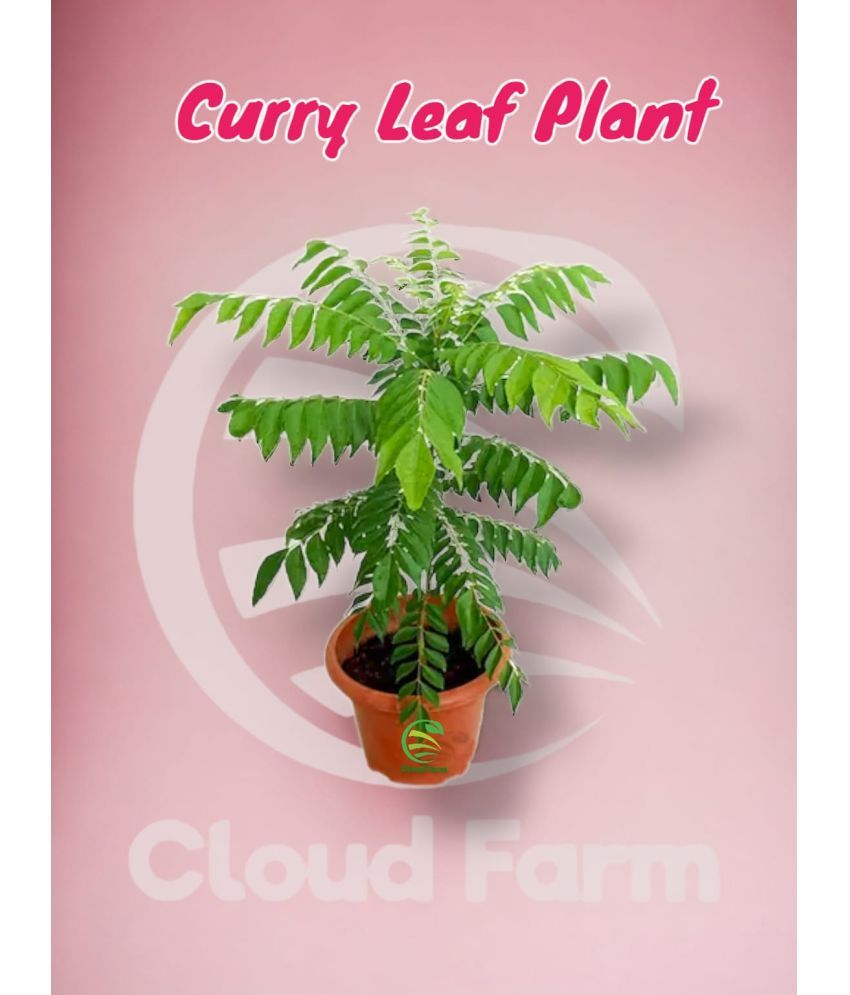     			Cloud Farm Outdoor Herbs Plant ( Pack of 1 )