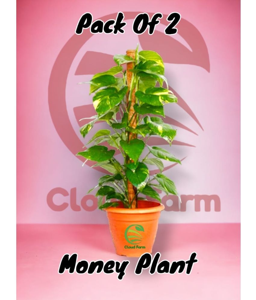     			Cloud Farm Outdoor Ornamental Plant ( Pack of 2 )