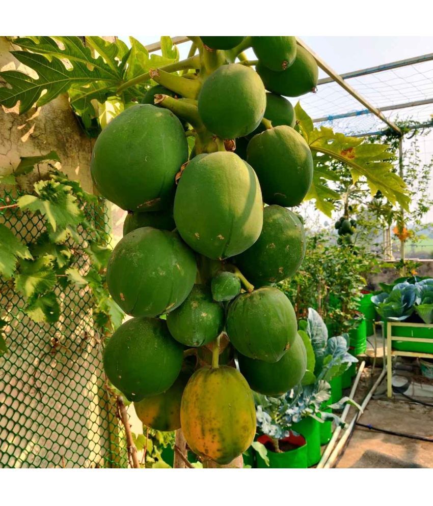     			Jignisha Seeds Hybrid Papaya (Red Lady) Fruit ( 100 Seeds )