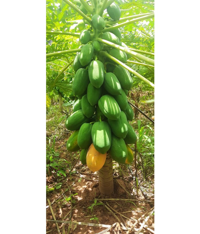     			Jignisha Seeds Hybrid Papita Fruit ( 100 Seeds )