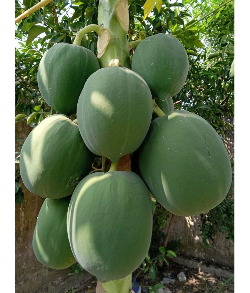     			Jignisha Seeds Papaya (Red Lady) Fruit ( 25 Seeds )