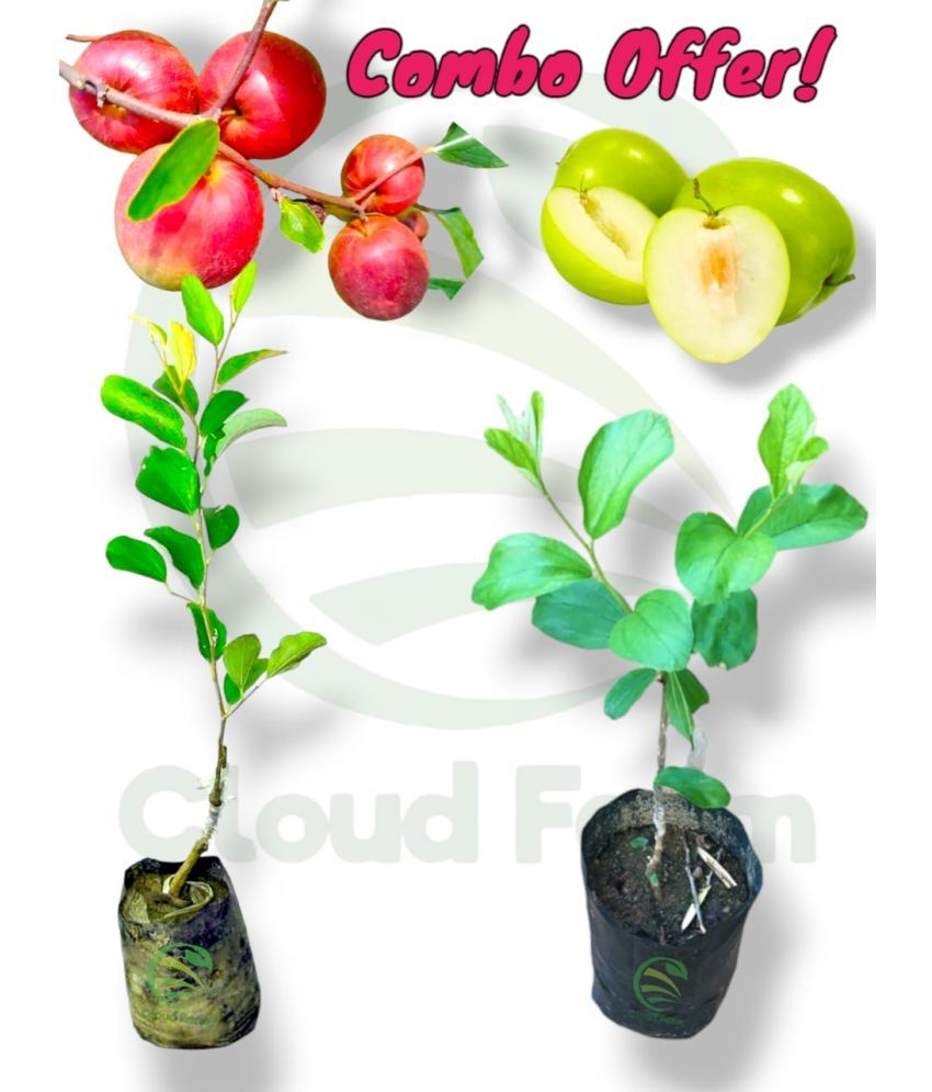     			Cloud Farm Outdoor Fruit Plant ( Pack of 2 )