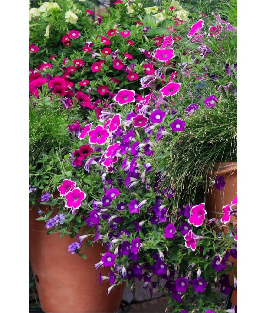     			zello. Petunia Mixed Flower ( 50 Seeds )