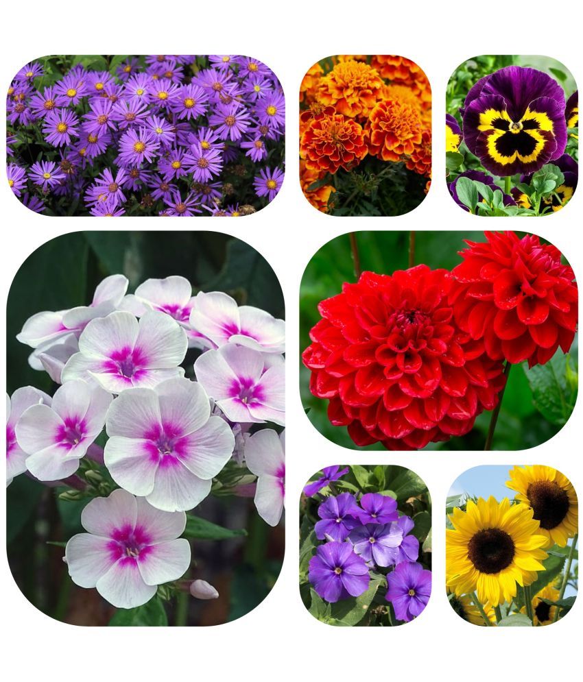     			DECORPLIX Aster Flower 7 Varieties ( 600 Seeds )