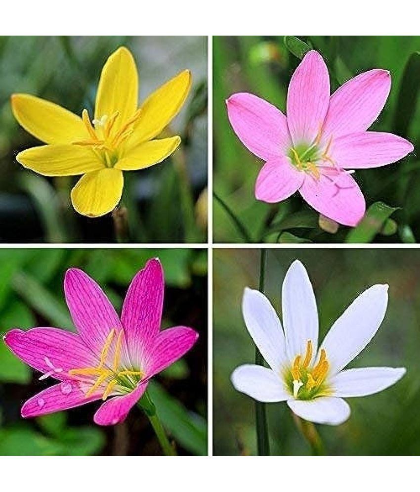     			LiveNature Lily Flower ( 3 Seeds )