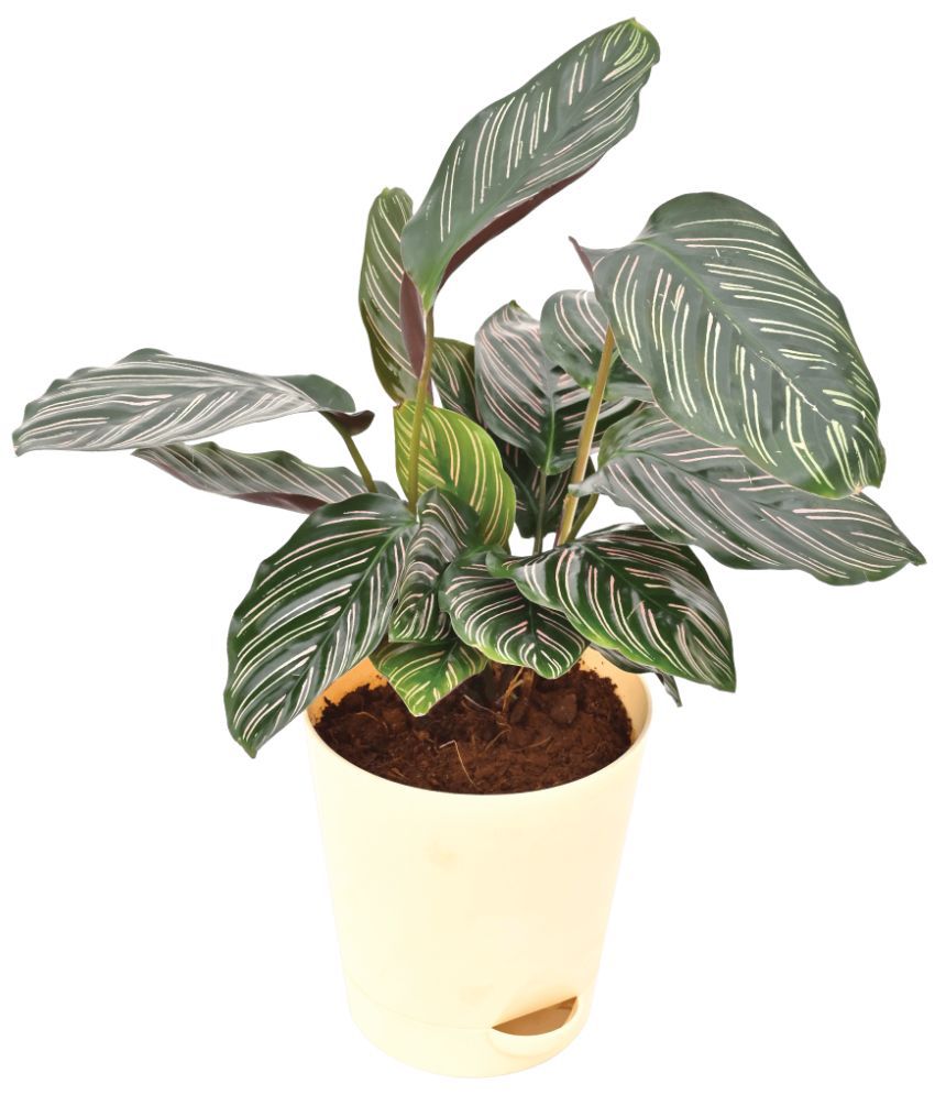     			UGAOO Calathea Sanderiana Natural Live Indoor Plant with Pot