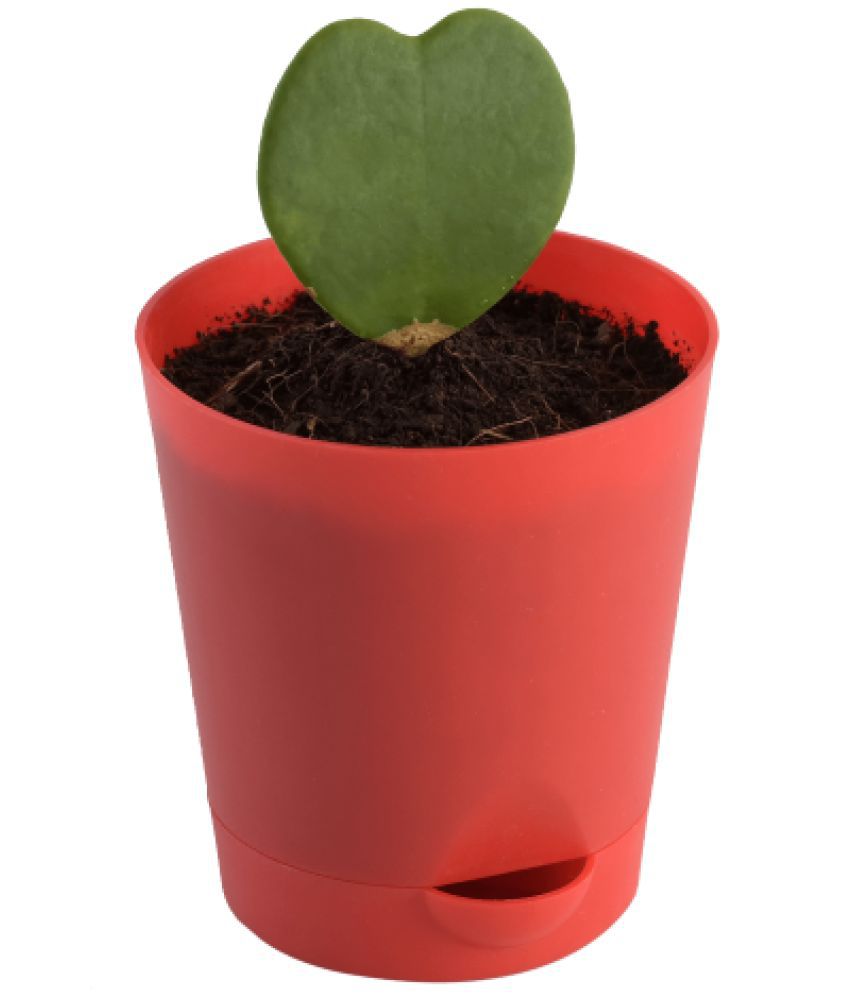     			UGAOO Heart Hoya Succulent Live Plant with Pot
