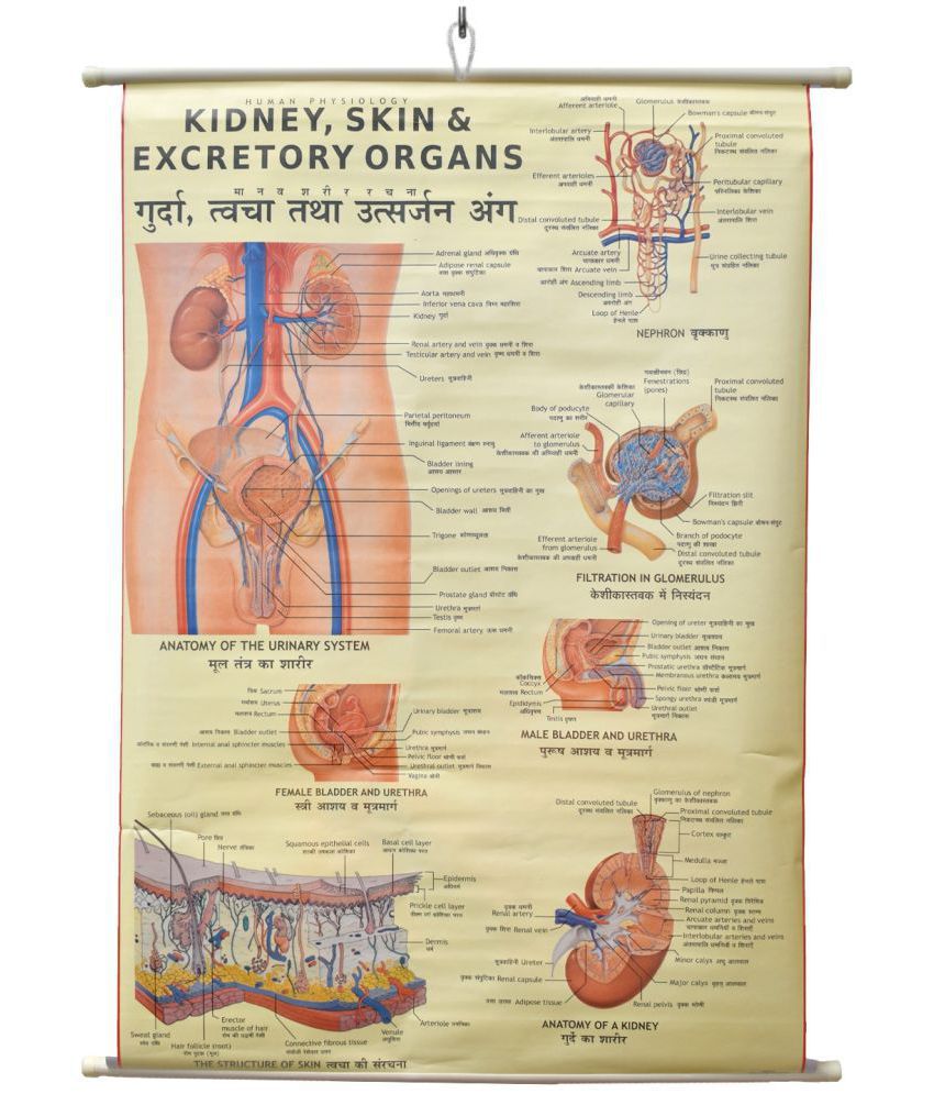     			Kidney, Skin & Excretory Organs Chart Laminated Wall Chart (Size 100X75 CM) Perfect for Classroom, Student, School, Medical Student