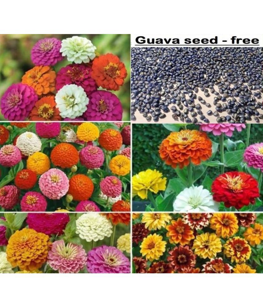     			Zinnia Mix Flower seeds - 25 Seeds + Guava seed free ( 10 seed )