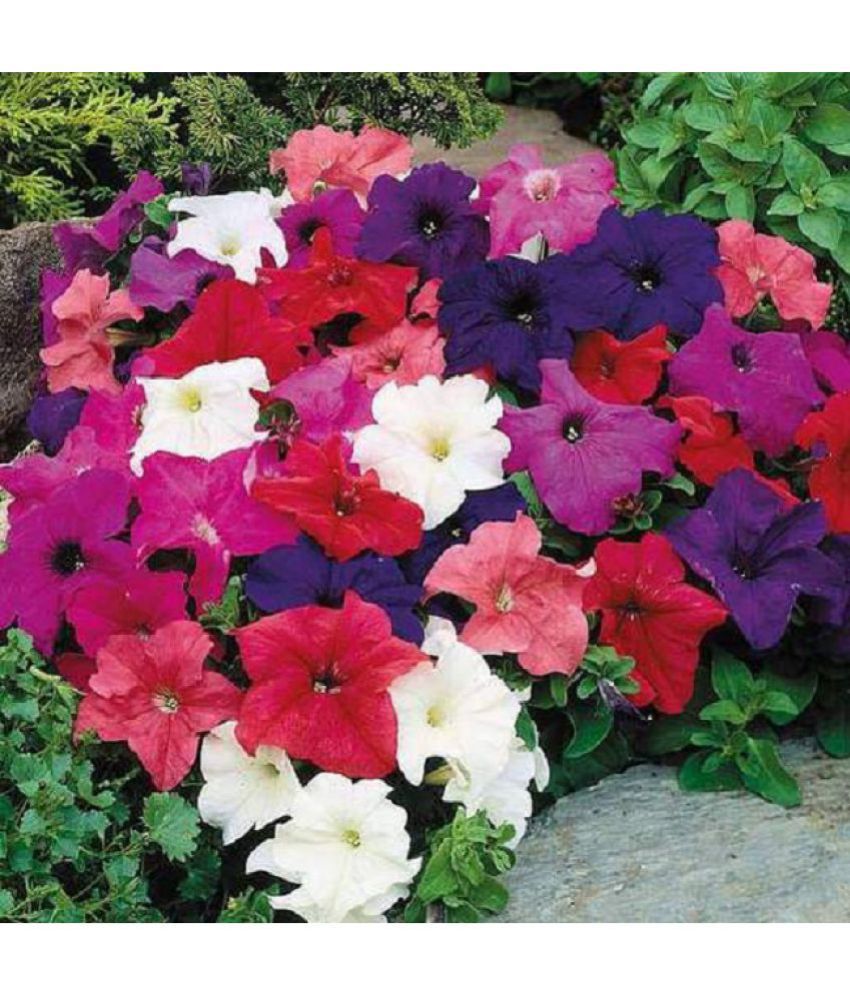     			Petunia Mixed Pack Of 30 Seeds