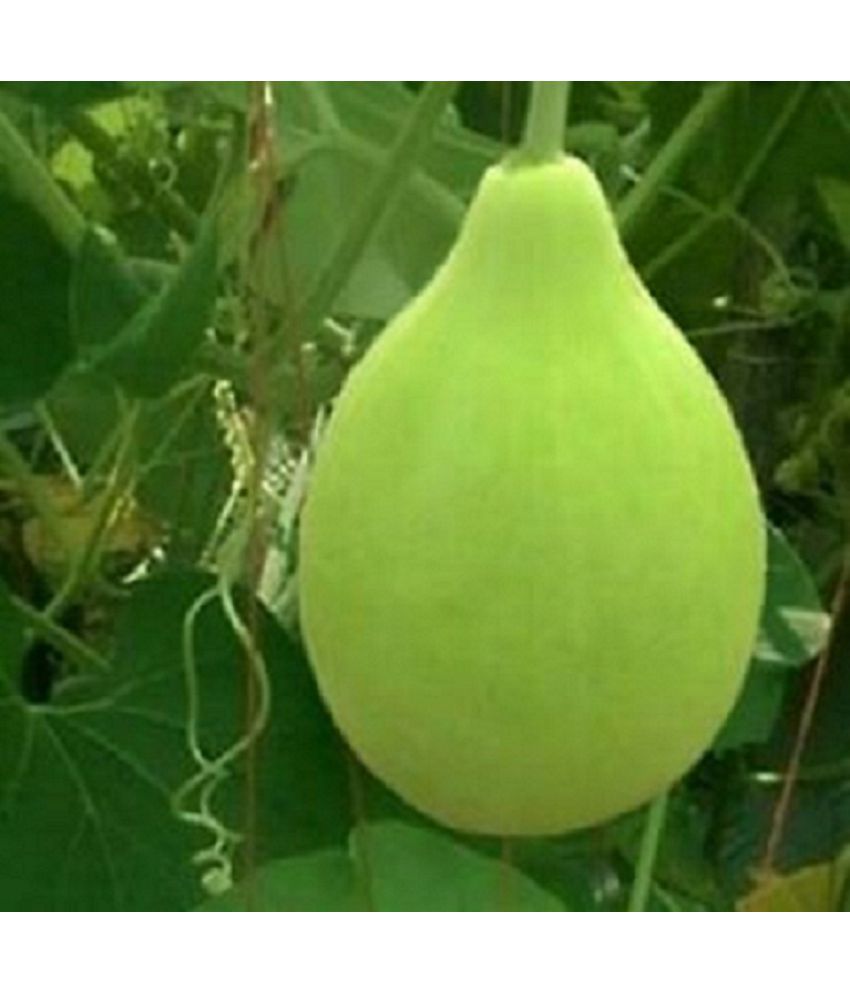     			Bottle gourd round pack of 15seeds