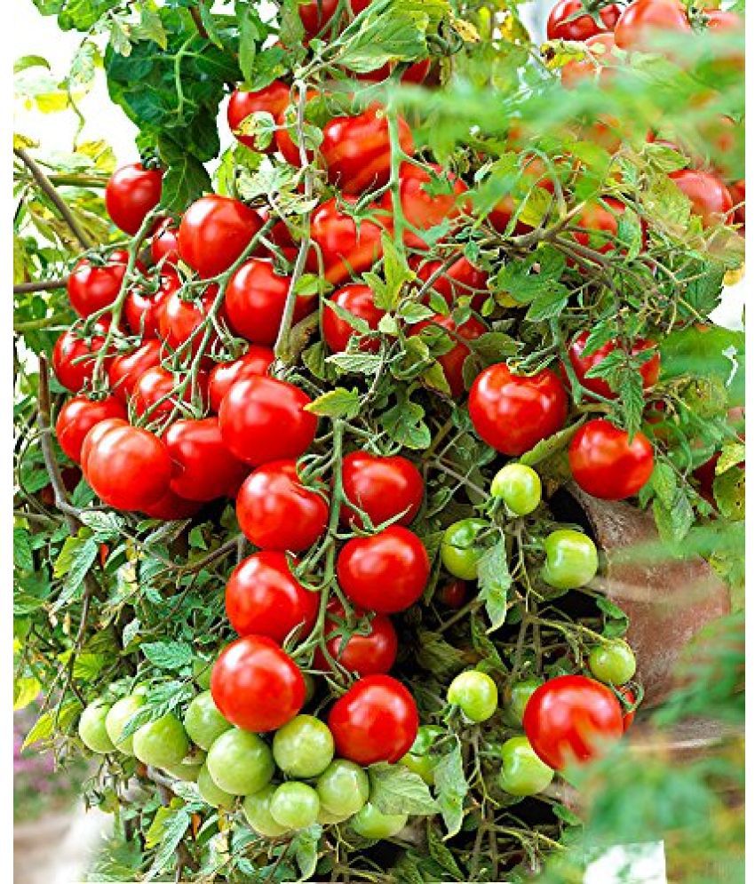     			cherry Tomato Seeds pack of 50 seeds