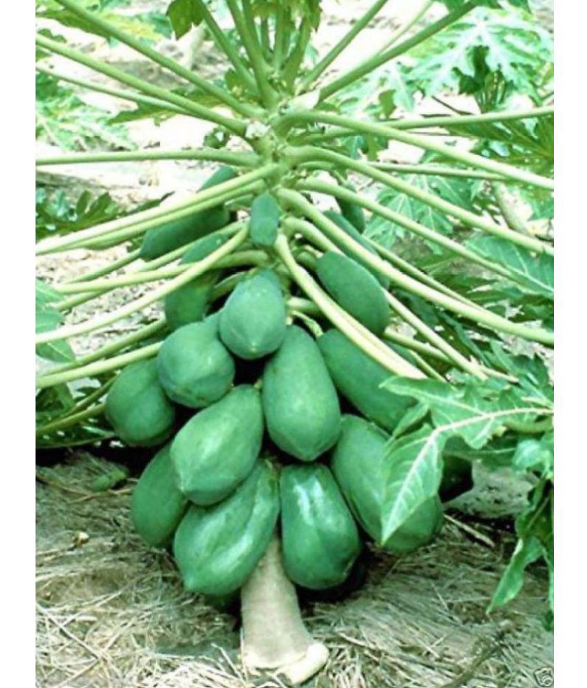     			sky star agro & co. - Papaya Fruit ( 50 Seeds )
