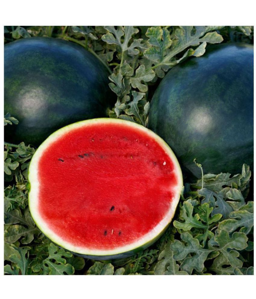     			Water melon F1 Hybrid Green -10 Seeds