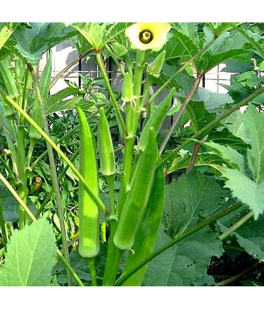 Okra Seeds (Lady Finger) pack 50 seeds Buy Okra Seeds (Lady Finger