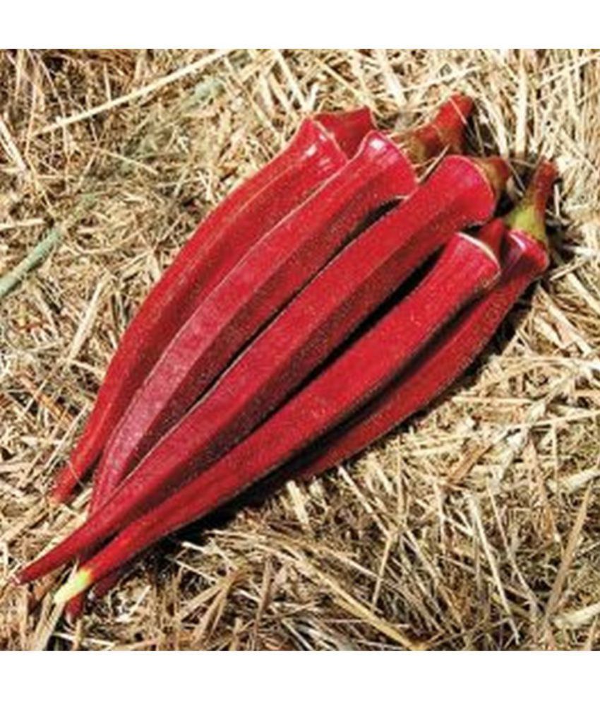     			okra bhindi scarlet red vegetabales seeds (pack of 15 seeds)