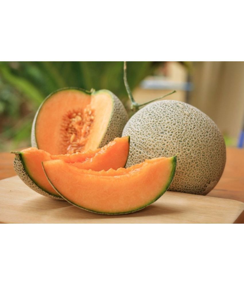     			Hybrid Muskmelon Seeds for growing - Pack of 30 Seeds