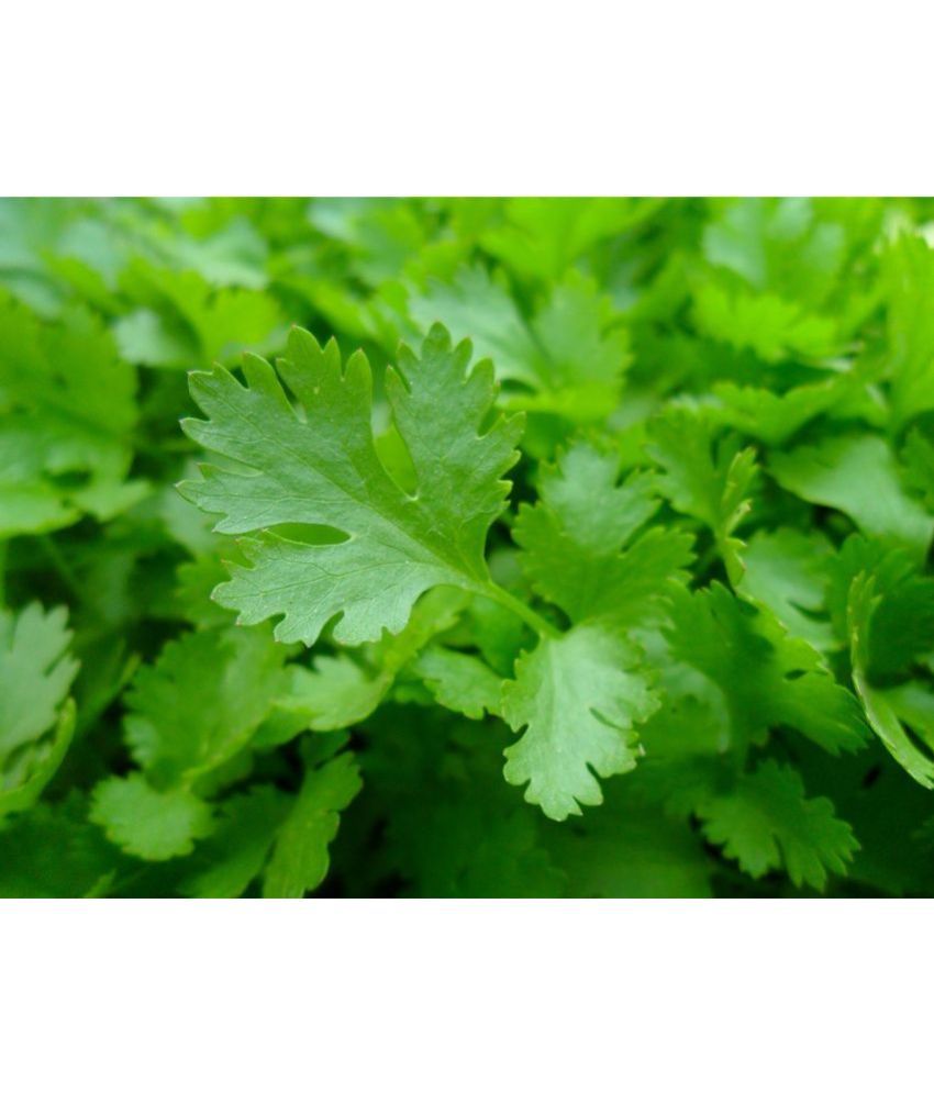 Petroselinum crispum AJMOD KE BEEJPARSLEY PACK OF 100 SEEDS Buy