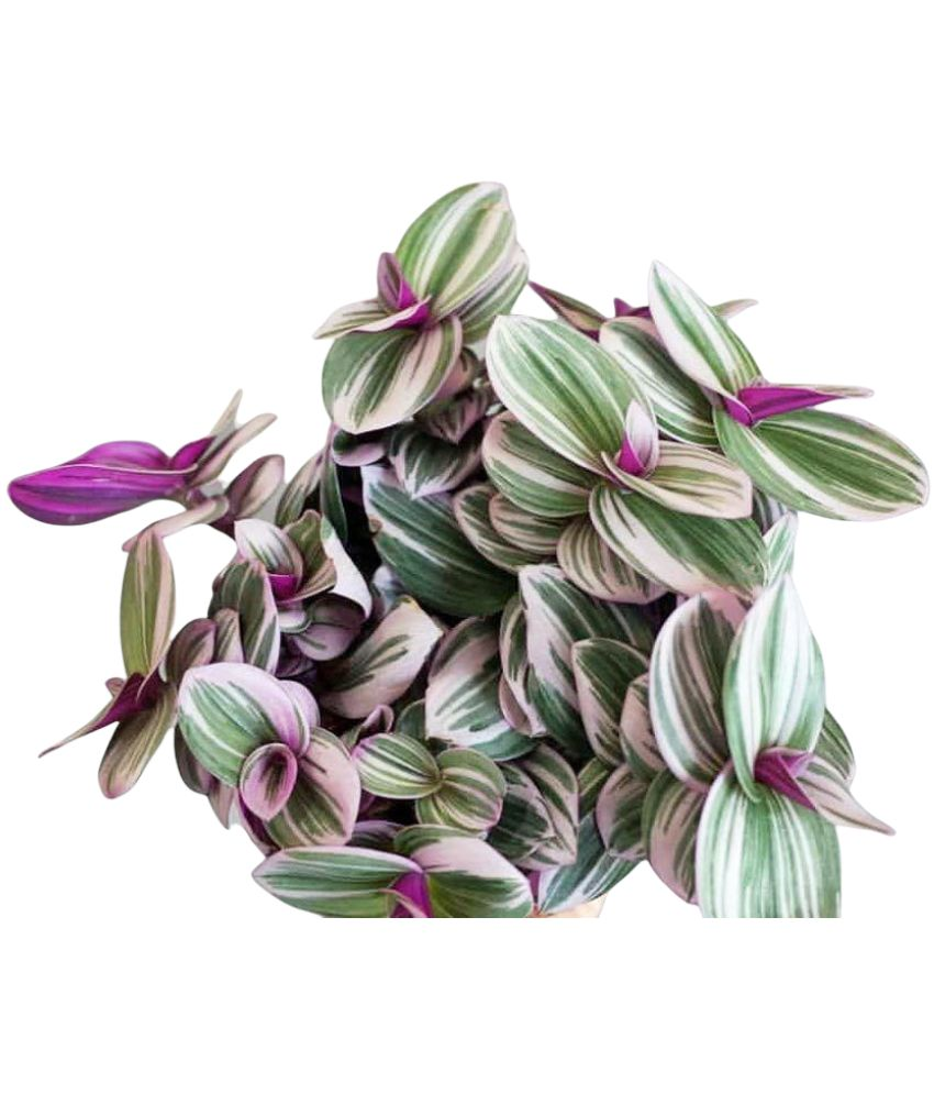 Pink wandering jew LIVE plant with 4" pot Buy Pink wandering jew LIVE