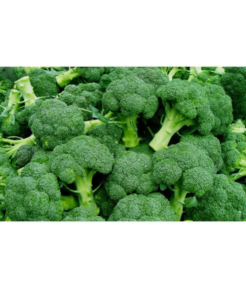     			Broccoli Green I - Vegetable Seeds Pack Of 100 Seeds