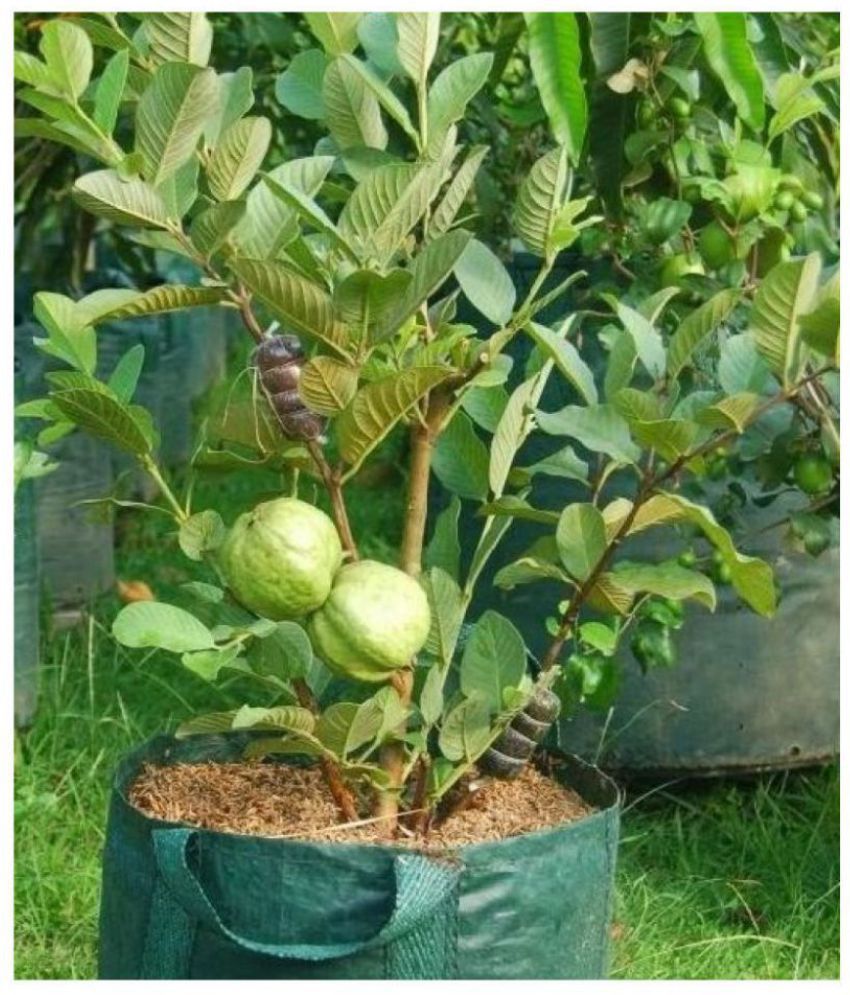     			Giant Thailand Guava Fruit Seeds Pack of 100 seeds with (100gm cocopeat)
