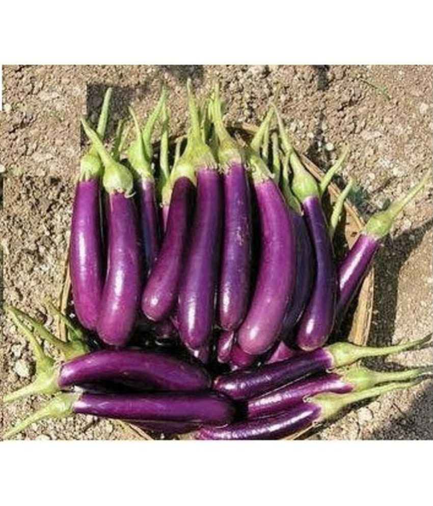     			Brinjal Purple Long pack of 50 seeds