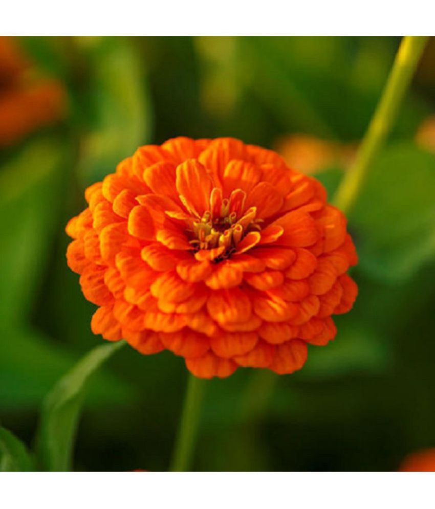     			Zinnia orange Color - Desi Flower Seeds pack of 30
