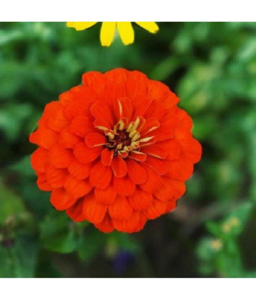     			Zinnia red Color - Desi Flower Seeds pack of 30