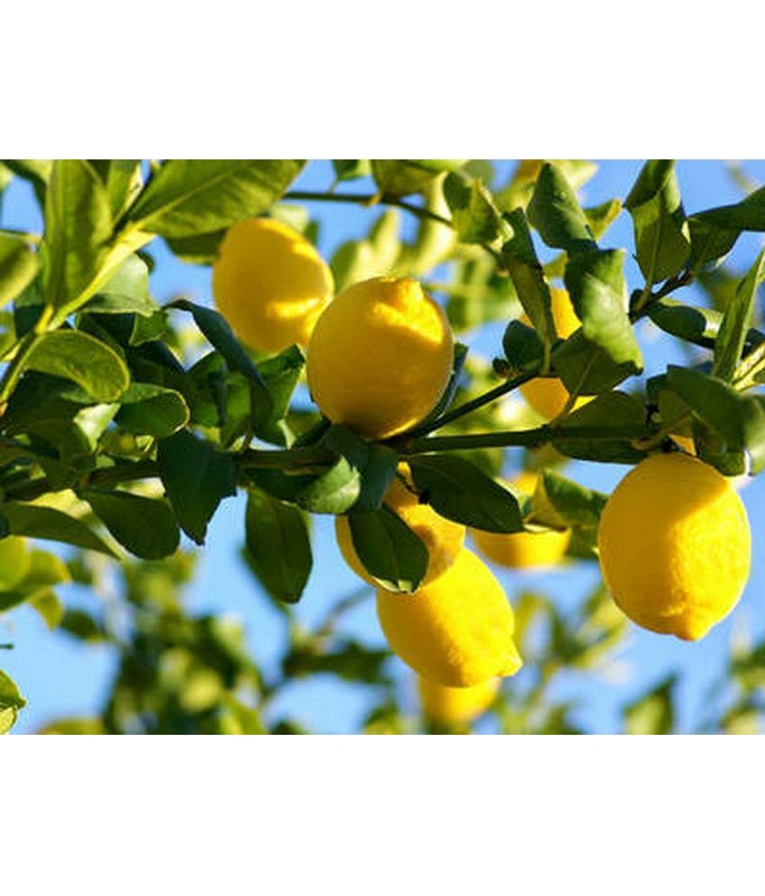     			Home Gardening Seeds | lemon Seeds | Pack of 20 Seeds