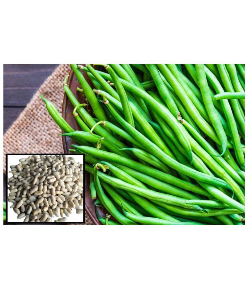     			French Beans vegetables hybrid seeds | pack of 50 Seeds